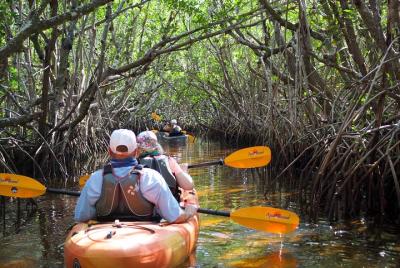 Tour en kayak para grupos pequeños por manatíes y túneles de mang Tour en kayak para grupos pequeños por manatíes y túneles de mang
