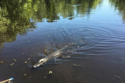 Tours en el pantano con transporte