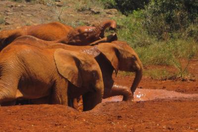 David Sheldrick Wildlife Trust & Giraffe Center Excursion