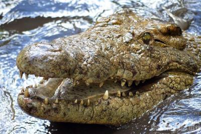 Recorrido por la granja de cocodrilos