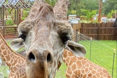 Entrada a Wild Florida Drive-Thru Safari Park Entrada a Wild Florida Drive-Thru Safari Park