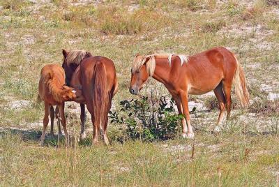 Tour de 2 horas a caballo salvaje de Outer Banks en 4x4 Tour de 2 horas a caballo salvaje de Outer Banks en 4x4