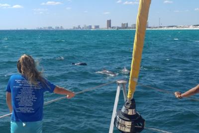 Panama City Beach Dolphin Sightseeing Navega en el catamarán Priv Panama City Beach Dolphin Sightseeing Navega en el catamarán Priv