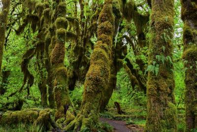 Hoh Rain Forest y Rialto Beach Tour guiado en el Parque Nacional Olympic Hoh Rain Forest y Rialto Beach Tour guiado en el Parque Nacional Olympic