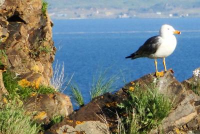 Excursión de un día al lago Sevan, a la vía Tsakhkadzor y al mona