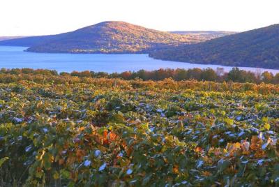 Experiencia en el Camino del Vino de Canandaigua