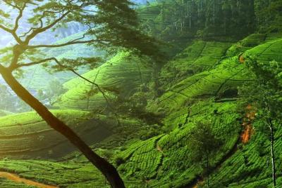 Excursión de un día a Nuwara Eliya con Kingfisher Tours