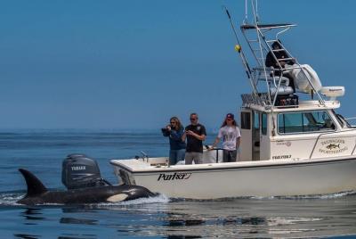 Aventura privada familiar con ballenas y delfines Aventura privada familiar con ballenas y delfines