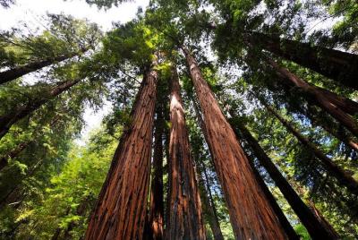 Visita por la tarde a pie de Muir Woods y Sausalito