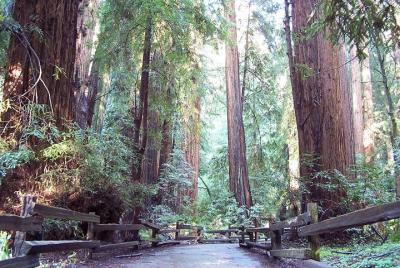 Recorrido por Muir Woods de secuoyas costeras de California