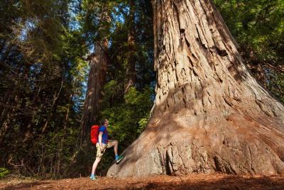 Parque Nacional de Yosemite y Secuoyas Gigantes Tour de 2 días se Parque Nacional de Yosemite y Secuoyas Gigantes Tour de 2 días se