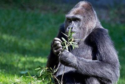 Visita a Muir Woods con la entrada al zoológico de San Francisco