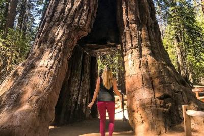 Yosemite y Giant Sequoias Day Tour Yosemite y Giant Sequoias Day Tour