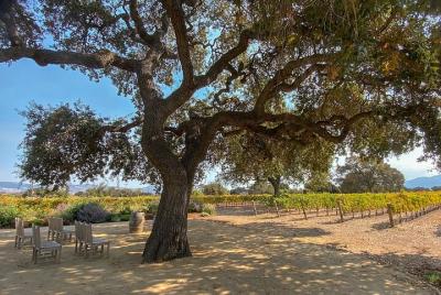 Lugares turísticos en Santa Barbara  Cosas que hacer en Santa Barbara  497951640