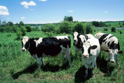 Cow Heaven: un recorrido por la voz que conduce el audio desde Point Reyes Seashore hasta Tomales Cow Heaven: un recorrido por la voz que conduce el audio desde Point Reyes Seashore hasta Tomales