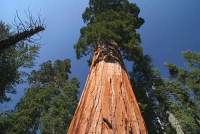 Aventura en el Parque Nacional Sequoia desde Tulare Aventura en el Parque Nacional Sequoia desde Tulare