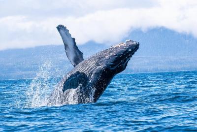 Increíble excursión de avistamiento de ballenas y fauna marina