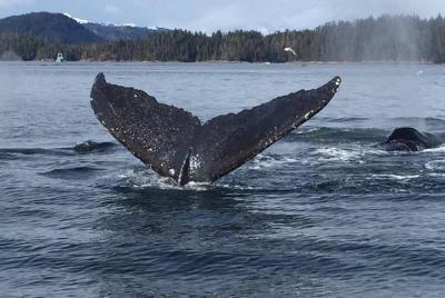 Excursión a la costa de Sitka: Fauna de Alaska por tierra y mar