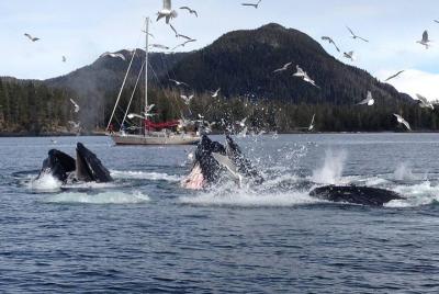 Excursión por la costa de Sitka: fauna de Alaska por tierra y mar