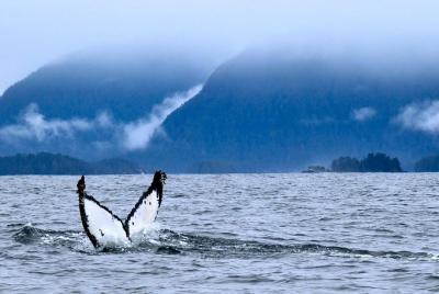 Avistamiento privado de ballenas y vida silvestre marina