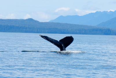 Tour privado de avistamiento de ballenas y vida marina en Sitka