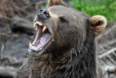 Excursión por la costa en Sitka: visita turística que incluye la 