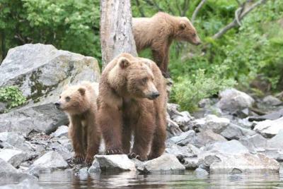 Tour de observación del oso de Alaska a Wolverine Creek desde Sol
