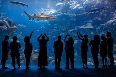 El acuario de Florida en la bahía de Tampa El acuario de Florida en la bahía de Tampa