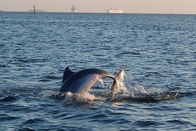 Crucero turístico de avistamiento de delfines de 1,5 horas desde Tampa Crucero turístico de avistamiento de delfines de 1,5 horas desde Tampa