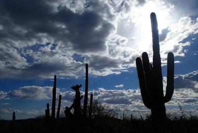 Aventura de búsqueda del tesoro en Tucson Aventura de búsqueda del tesoro en Tucson