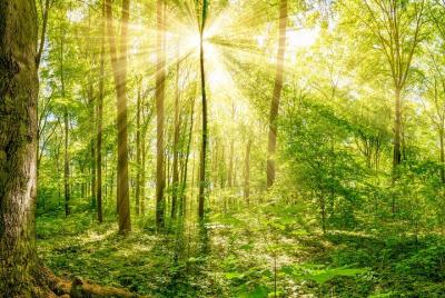 Experiencia de inmersión en la naturaleza en Júpiter Experiencia de inmersión en la naturaleza en Júpiter