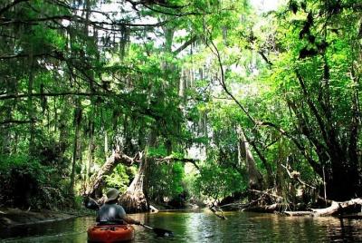 Visita guiada salvaje y pintoresca por el río Loxahatchee Visita guiada salvaje y pintoresca por el río Loxahatchee