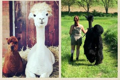 Tour privado de la granja ALPACA desde Cracovia