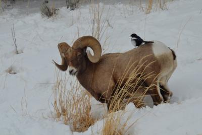 Tour privado VIP en jeep por Yellowstone y Back Wilderness