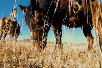 Paseo a caballo por East Zion Pine Grove Paseo a caballo por East Zion Pine Grove