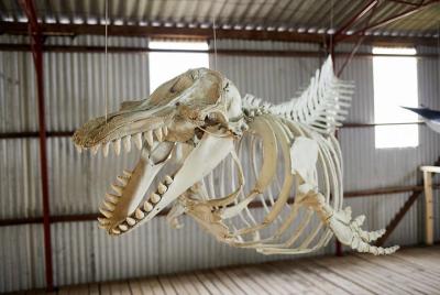 La historia de la ballena de Albany