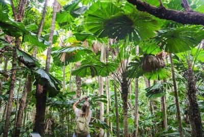Cape Tribulation, Daintree Rainforest y Wildlife Tour Cape Tribulation, Daintree Rainforest y Wildlife Tour