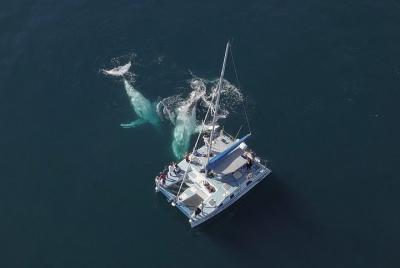 Experiencia de Coffs Harbour Whale Watch