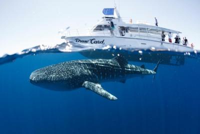 Nadar con tiburones ballena en el arrecife Ningaloo: buceo con ti Nadar con tiburones ballena en el arrecife Ningaloo: buceo con ti