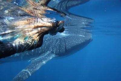 Tiburón ballena Ningaloo nada en una lancha Tiburón ballena Ningaloo nada en una lancha
