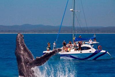 Encuentro de avistamiento de ballenas en la isla Fraser Encuentro de avistamiento de ballenas en la isla Fraser