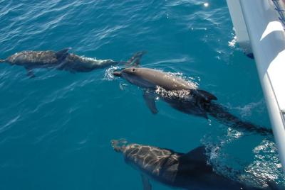 Fraser Island y Dolphin Sailing Adventure Fraser Island y Dolphin Sailing Adventure