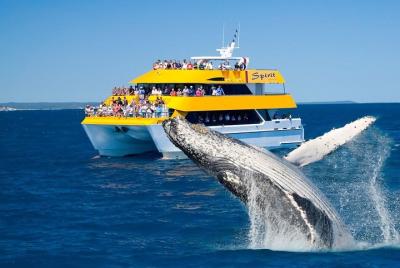 Crucero de avistamiento de ballenas Spirit of Hervey Bay Crucero de avistamiento de ballenas Spirit of Hervey Bay