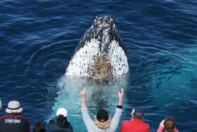 ¡VENTA! Tour de avistamiento de ballenas Gold Coast ¡VENTA! Tour de avistamiento de ballenas Gold Coast