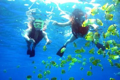 Tour guiado de snorkel con pescado en la isla Wavebreak, Gold Coa Tour guiado de snorkel con pescado en la isla Wavebreak, Gold Coa