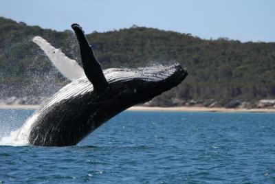Crucero de observación de ballenas último de Hervey Bay