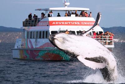 Avistamiento de ballenas de clase mundial desde Hervey Bay