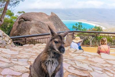 Tour de día completo a Wineglass Bay y Freycinet NP desde Hobart  Tour de día completo a Wineglass Bay y Freycinet NP desde Hobart