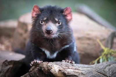 Servicio de traslado al parque de vida silvestre de Bonorong con  Servicio de traslado al parque de vida silvestre de Bonorong con