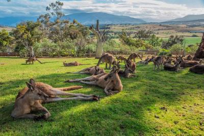Excursión en tierra: lo mejor de Hobart en medio día Excursión en tierra: lo mejor de Hobart en medio día